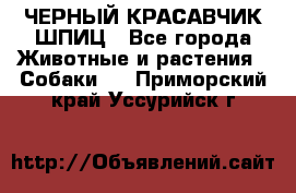 ЧЕРНЫЙ КРАСАВЧИК ШПИЦ - Все города Животные и растения » Собаки   . Приморский край,Уссурийск г.